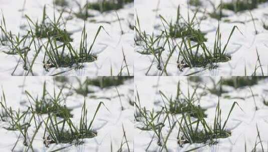 冬天小麦植物与雪覆盖农民的田地的电影镜头高清在线视频素材下载