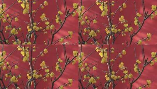 红墙金黄腊梅花朵盛开特写高清在线视频素材下载