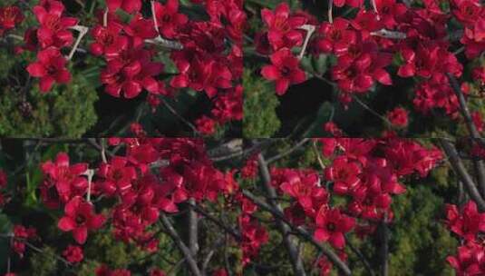 盛开的红色木棉花特写高清在线视频素材下载