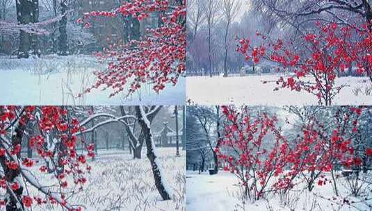 雪中盛开的红色梅花高清在线视频素材下载