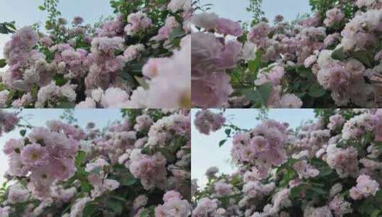 仰视蔷薇花丛后移高清在线视频素材下载