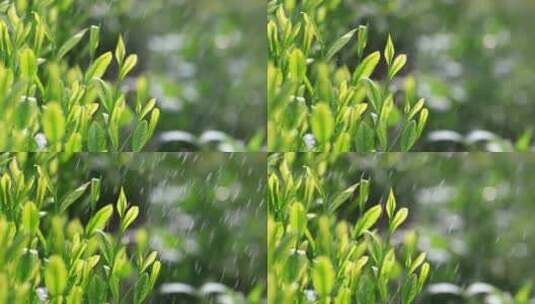 茶叶广告宣传 清明谷雨 茶叶嫩芽特写高清在线视频素材下载