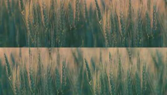 小麦绿穗高清在线视频素材下载