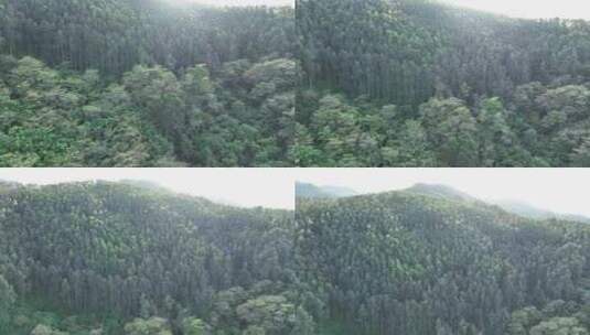 阳光森林俯拍树林航拍森林风吹松树林太阳光高清在线视频素材下载
