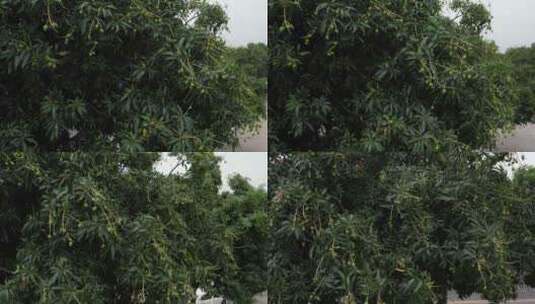 树上未成熟的芒果航拍高清在线视频素材下载