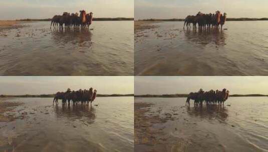 航拍内蒙古骆驼高清在线视频素材下载