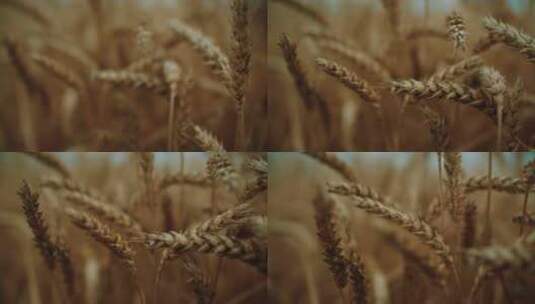 小麦，田野，黄色，作物高清在线视频素材下载