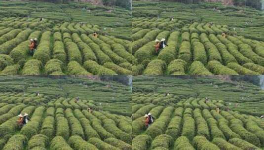茶园采茶高清在线视频素材下载