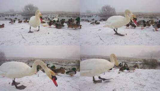 天鹅，鸭子，雪，湖高清在线视频素材下载