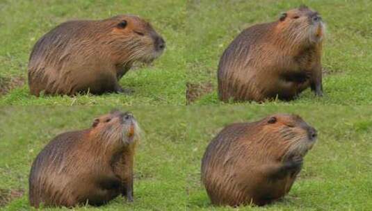 海狸鼠、食草动物、Coypu、啮齿动物高清在线视频素材下载