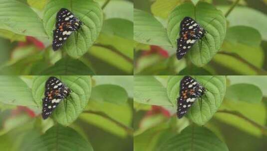 叶子上栖息着一只虎蛾高清在线视频素材下载