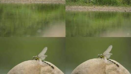 河边石头上的蜻蜓高清在线视频素材下载