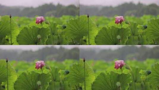 杭州西湖下雨天的荷花高清在线视频素材下载