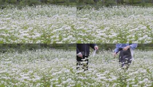 两个人走在荞麦地里高清在线视频素材下载