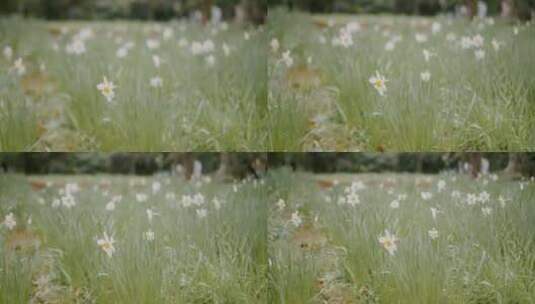 满是开花植物的田野高清在线视频素材下载