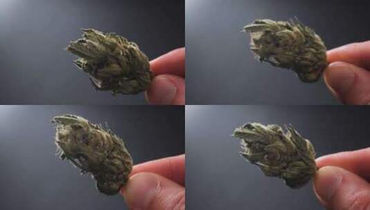 一个拿着干大麻的人高清在线视频素材下载