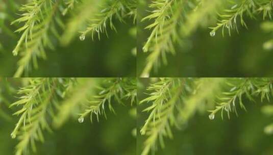 沾满雨水的树叶高清在线视频素材下载