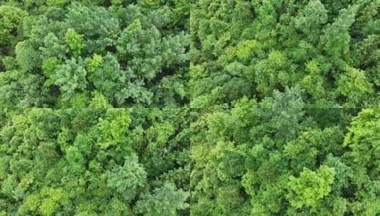 航拍贵州遵义湄潭山野田间夏季茶园风景高清在线视频素材下载