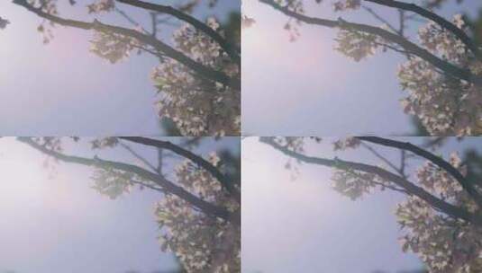 实拍杭州三月春天樱花盛开-樱花逆光高清在线视频素材下载