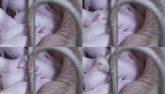 猪宝宝在吃奶高清在线视频素材下载