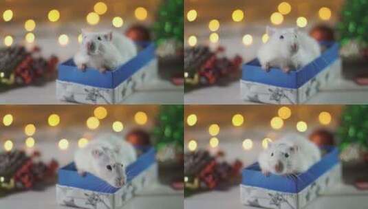 圣诞节盒子里的老鼠高清在线视频素材下载