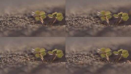 三叶草下的蚁丘高清在线视频素材下载
