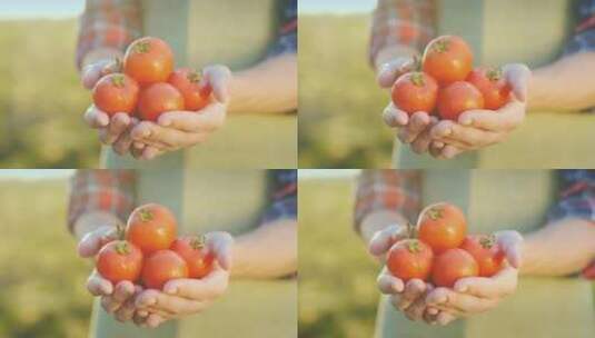 农夫双手捧着西红柿高清在线视频素材下载