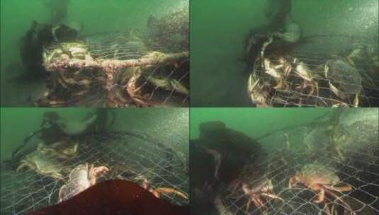 阿拉斯加海岸废弃笼子里的螃蟹高清在线视频素材下载