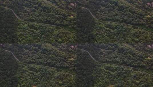 4K航拍青岛藏马山森林盘山路高清在线视频素材下载
