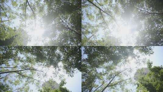 夏季仰视天空树叶光影摇曳逆光太阳高清在线视频素材下载