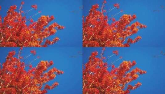 实拍 秋天 蓝天 红色 枫叶 植物高清在线视频素材下载