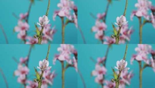 花朵桃花梅花绽放开花过程实拍高清在线视频素材下载