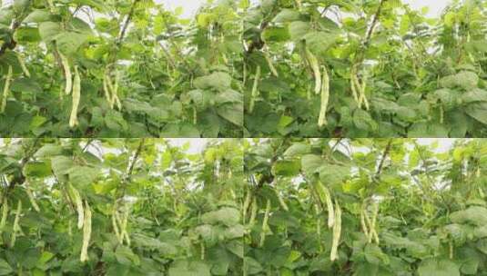 成熟的四季豆高清在线视频素材下载