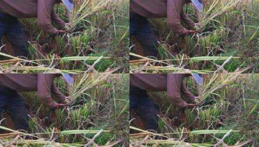 农民收割稻谷高清在线视频素材下载