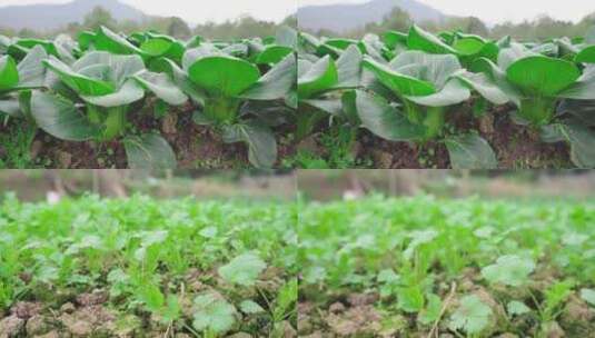 农产品种植有机蔬菜小白菜芹菜苗香菜高清在线视频素材下载