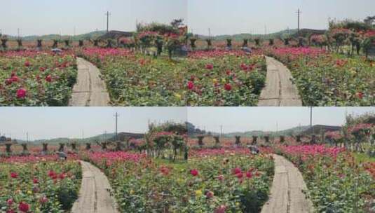 湖南衡阳金甲玫瑰园玫瑰花高清在线视频素材下载
