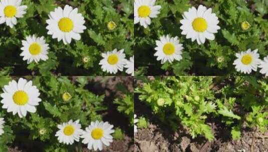【镜头合集】白色雏菊野花小花朵花蕊高清在线视频素材下载