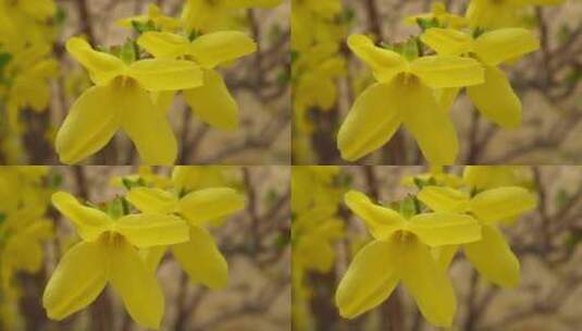 黄色花朵花蕊叶脉迎春花花园高清在线视频素材下载