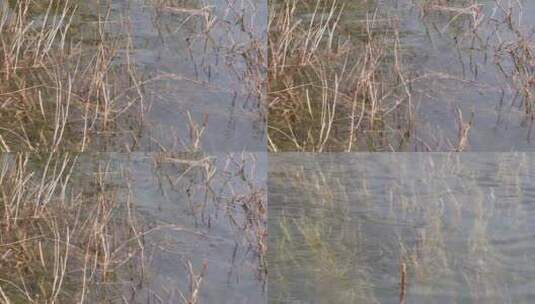 【镜头合集】河流芦苇水草苇子湖水高清在线视频素材下载