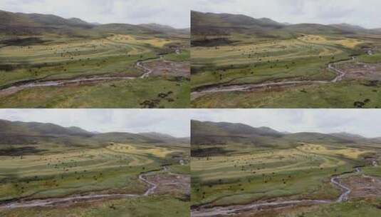 高原牧场牦牛群航拍高清在线视频素材下载