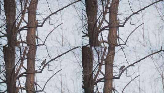 枝头上的灰喜鹊高清在线视频素材下载