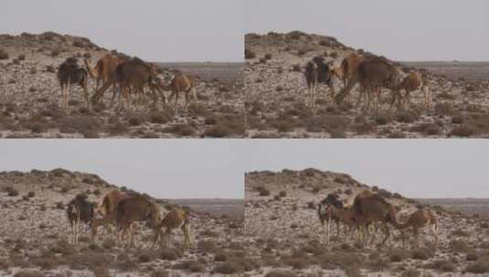 沙丘沙漠中的一群骆驼高清在线视频素材下载