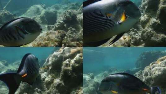 珊瑚上的热带鱼高清在线视频素材下载