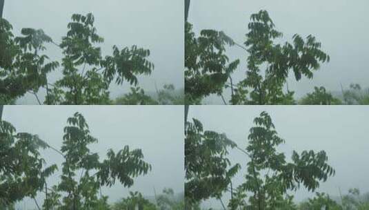 雨天植物秋雨风光景色高清在线视频素材下载