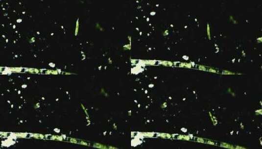显微镜下的真实微生物 眼虫高清在线视频素材下载
