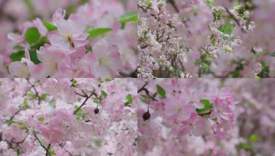唯美海棠花-蜜蜂花朵春意盎然-春暖花开高清在线视频素材下载