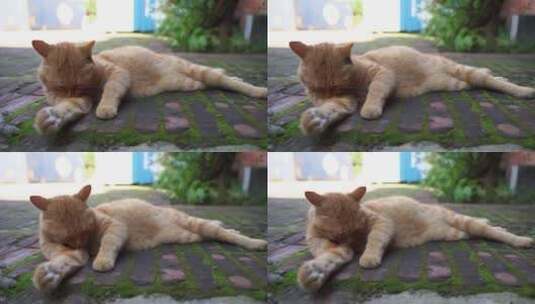 橘猫躺在地上打理自己高清在线视频素材下载