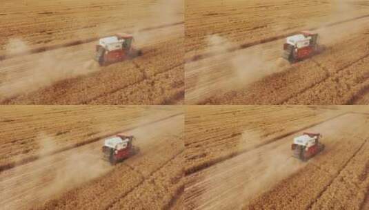 小麦丰收收割高清在线视频素材下载