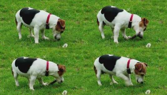 黑白小狗在地上吃草玩耍动物宠物高清在线视频素材下载
