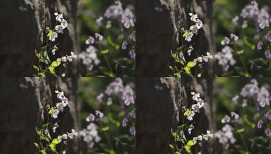 阳光下花朵2高清在线视频素材下载